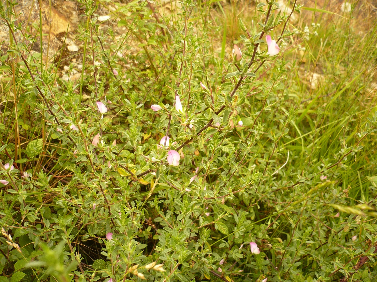 Ononis spinosa subsp. spinosa (Fabaceae)